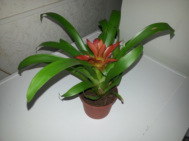 Что за зверь?