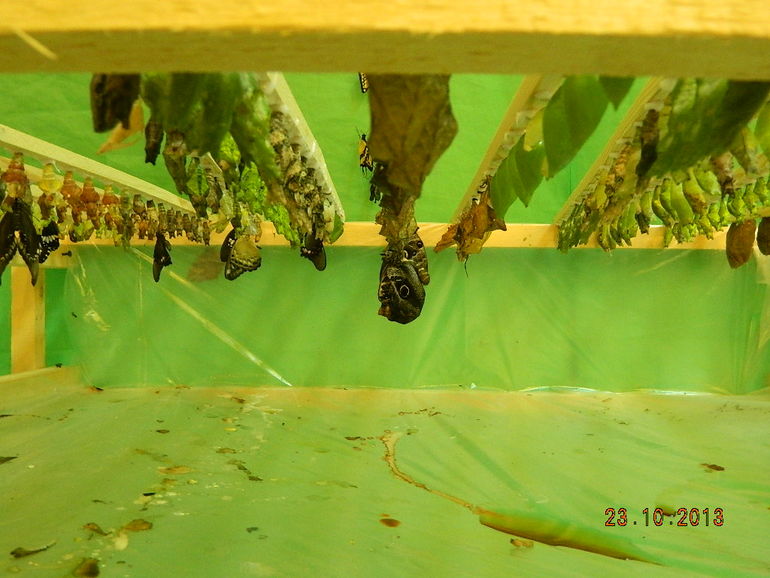 ТН "Бабочки" 2г2мес