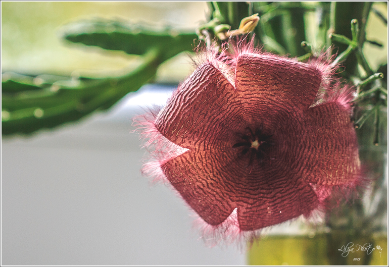 несколько фотографий