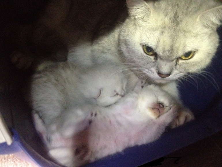 Наше потомство) 12 дней. Скоттиши.