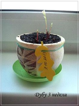 Месяц дубу!