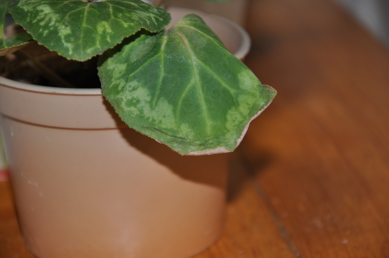 Цикламены - что с ними?