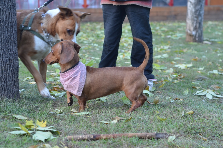 Осень. Прогулка. Сад им.Баумана
