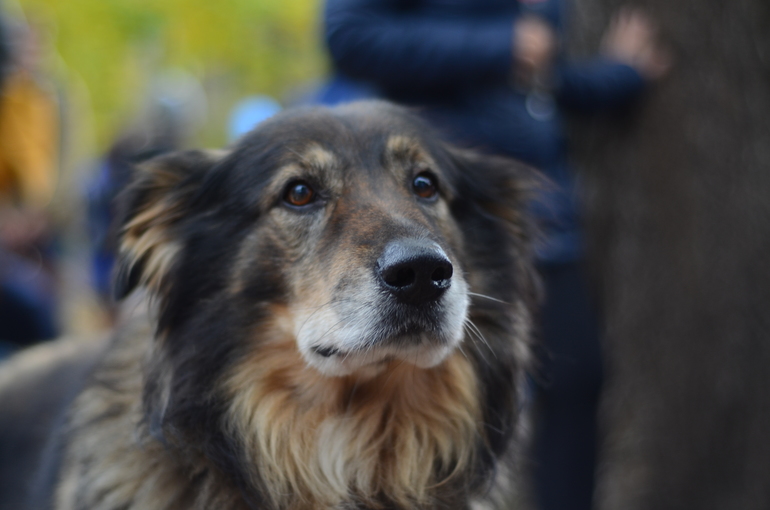Выставка-ярмарка брошенных животных в парке им.Горького