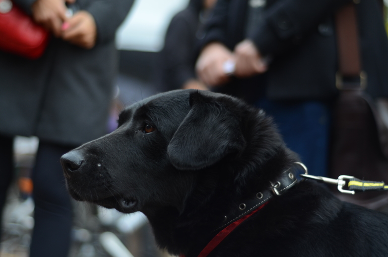 Выставка-ярмарка брошенных животных в парке им.Горького