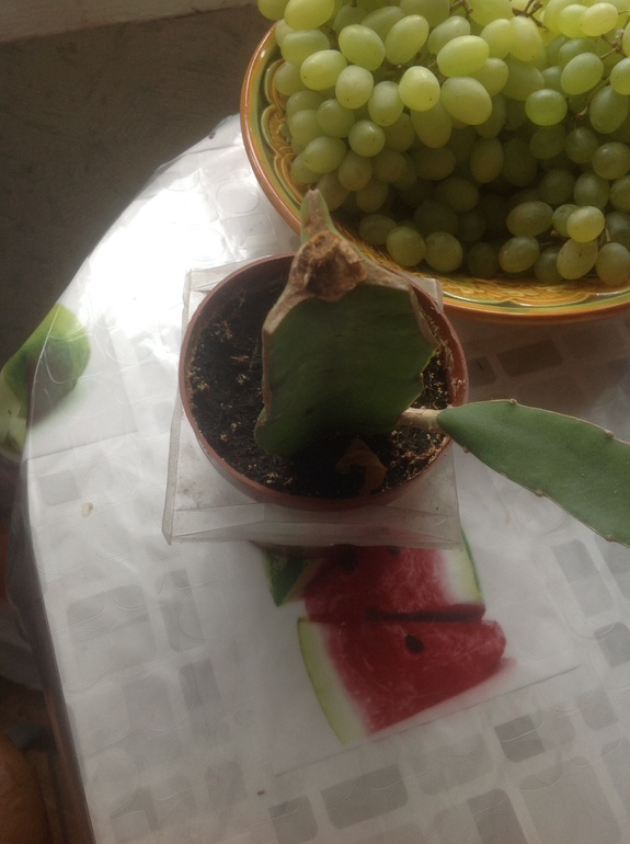 Гимнокалициум Михановича (Gymnocalycium mihanovichii)