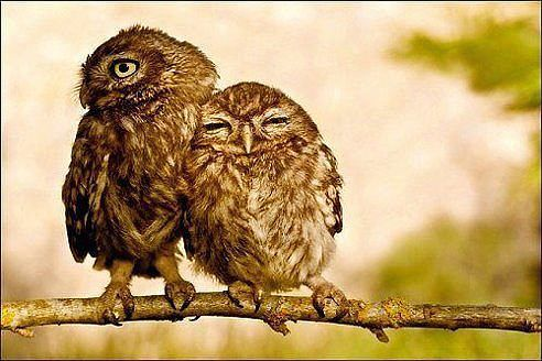 Мяу, гав и многое-многое другое:)