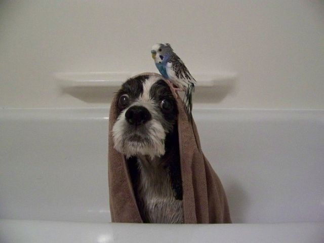 Мяу, гав и многое-многое другое:)