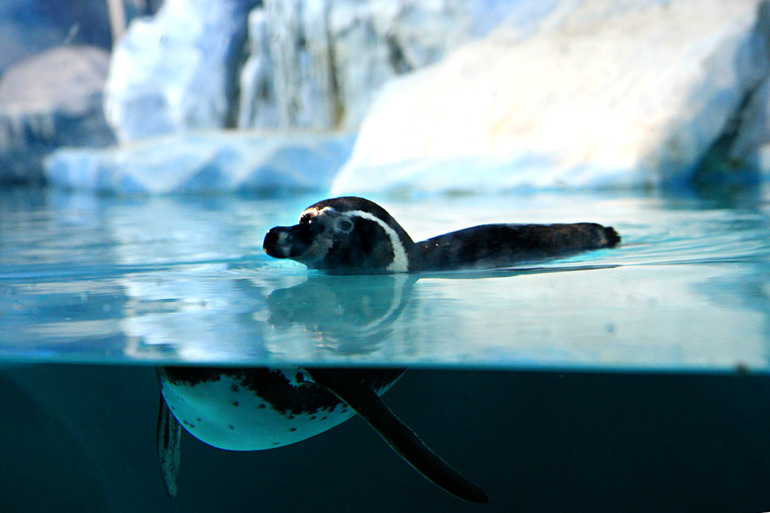 Океанариум в Москве