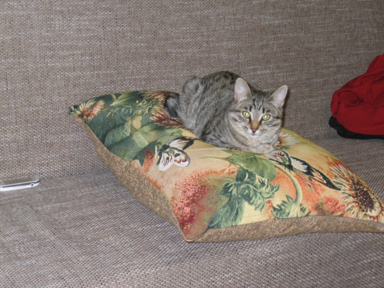 У кошки режутся зубки!!!!