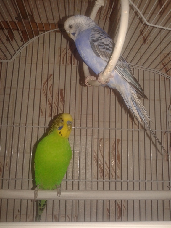 Купила Ларику невесту. )))