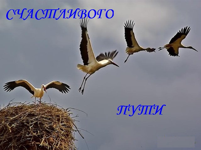 Поезд с беременяшками марта