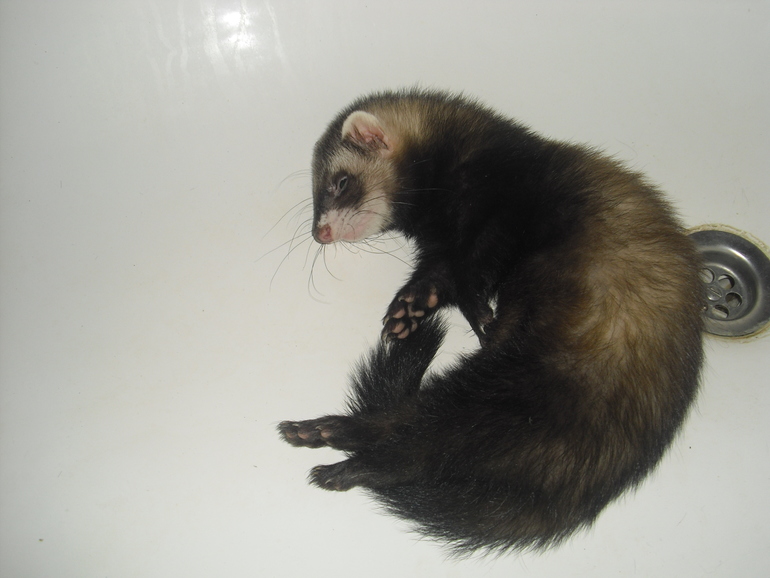 Мои сладкие шалуны !