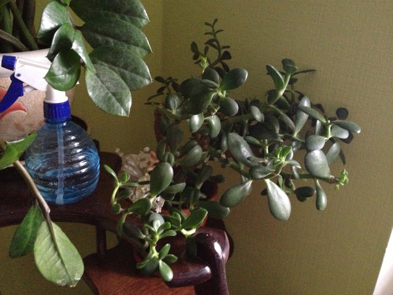 И я покажу свои цветики)))