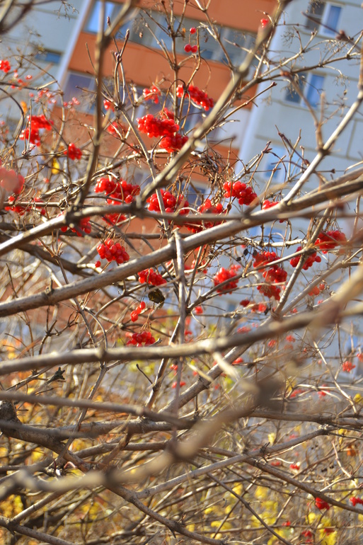 Наша запоздалая Осень!!!