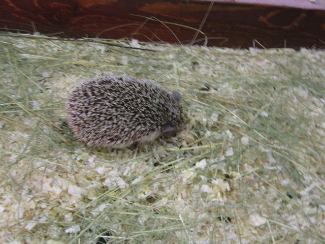 Контактный зоопарк 