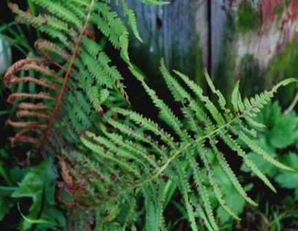 Заливное из листьев и прочая осень...