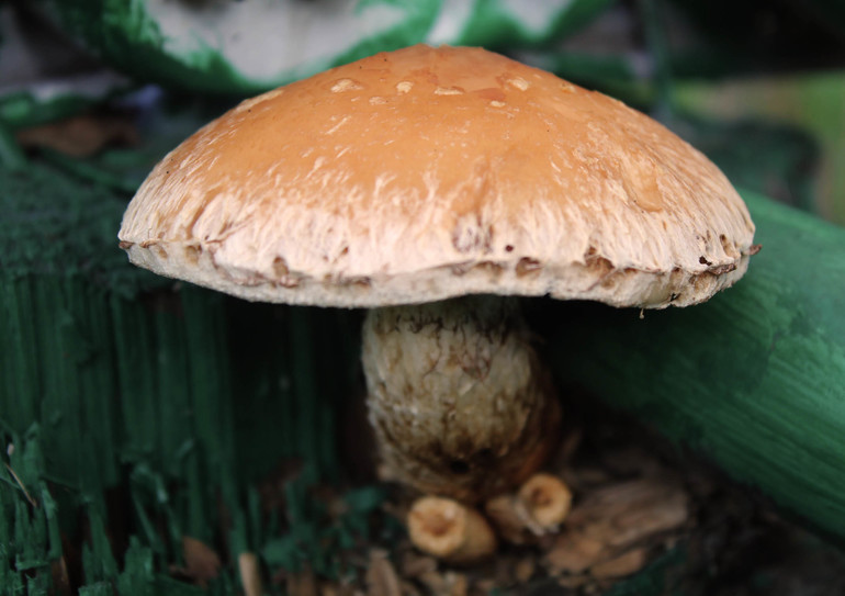 Заливное из листьев и прочая осень...