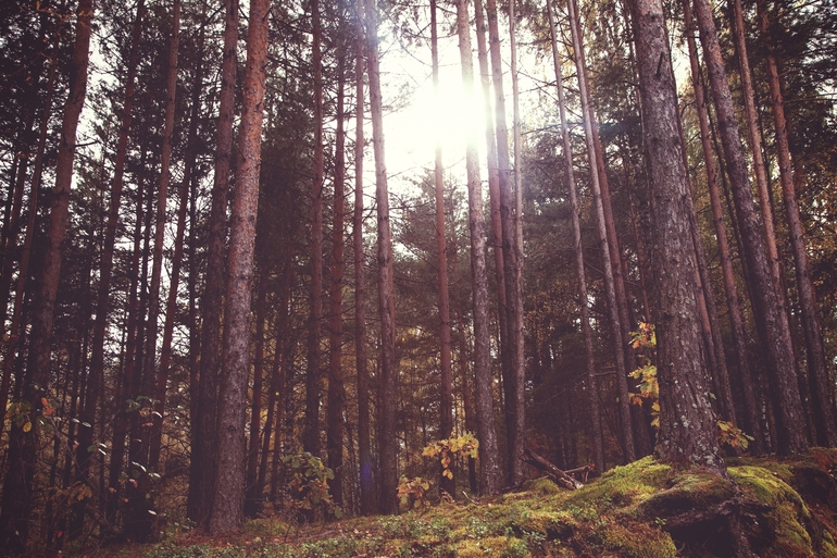 Прогулка в лесу