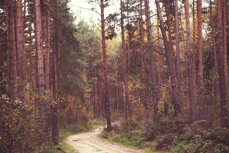 Прогулка в лесу