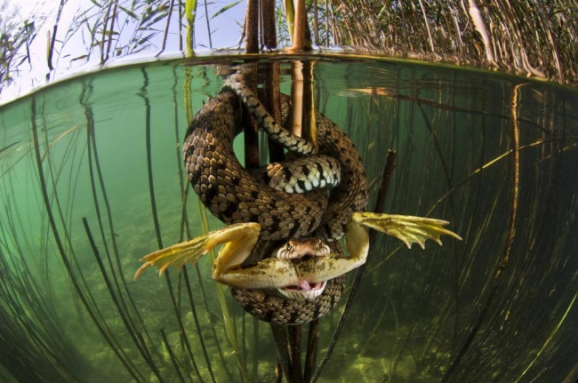 30 снимков месяца)