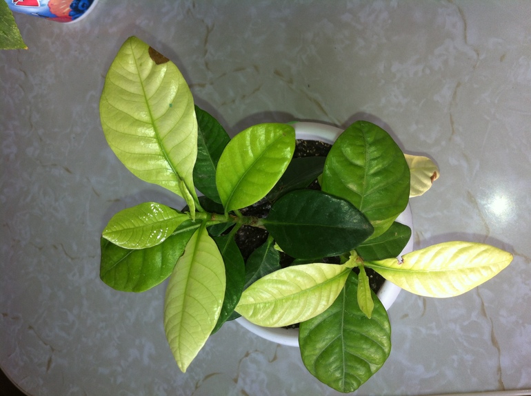 Цветочки болеют.