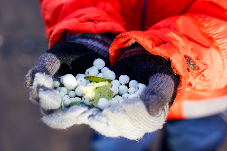 Морозное утро