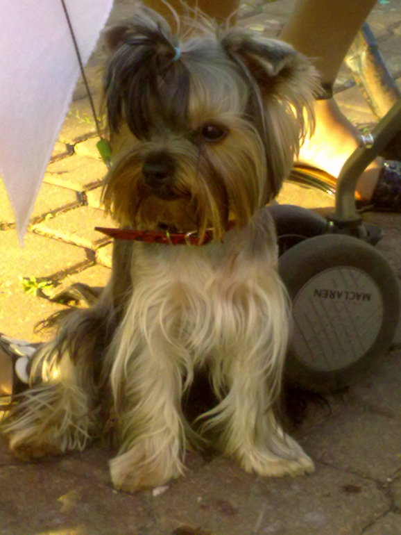 Подрастает мой Арсюша, Арси, Арсинал...))