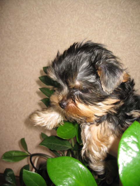 Подрастает мой Арсюша, Арси, Арсинал...))