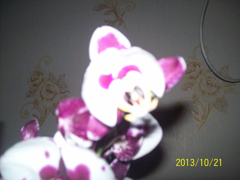 орхидея, разные цветы