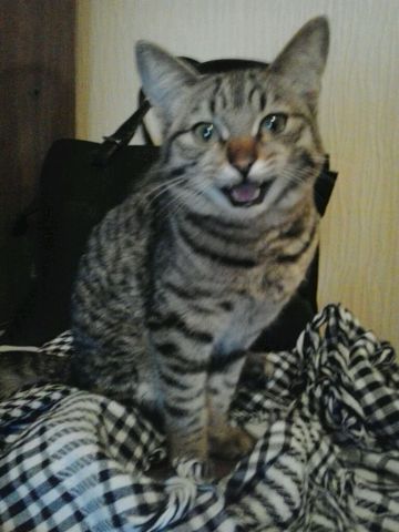 Ой бабушка-бабушка