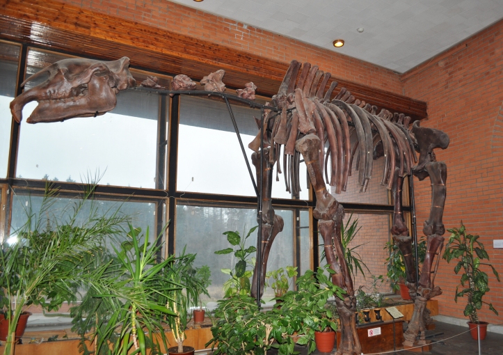 Познакомились с динозаврами