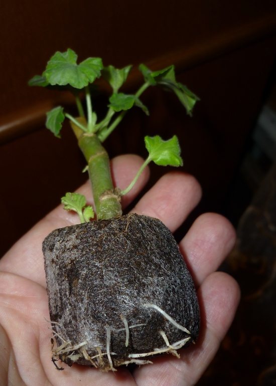 Торфяные таблетки - чудо!