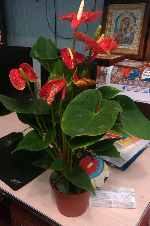 Мои новые цветочки