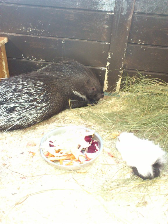 Контактный зоопарк на ВВЦ.