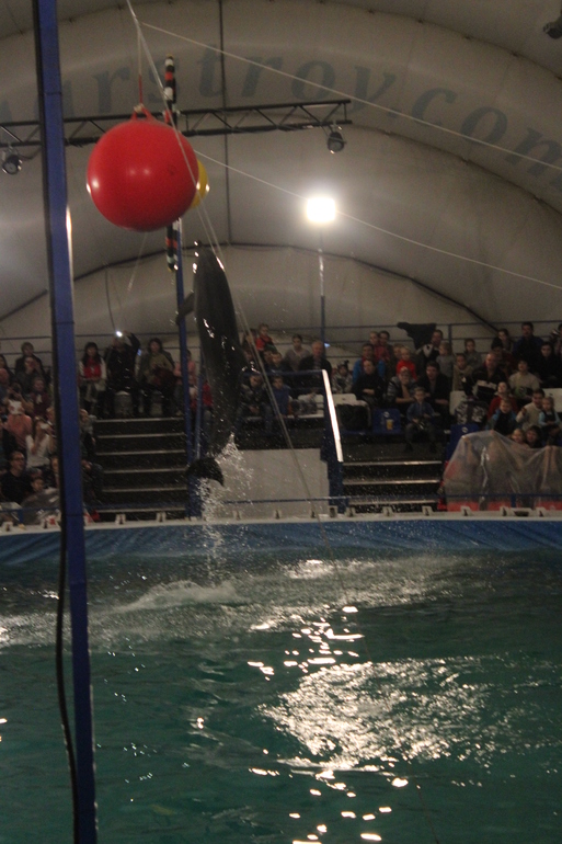 Дельфинарий!