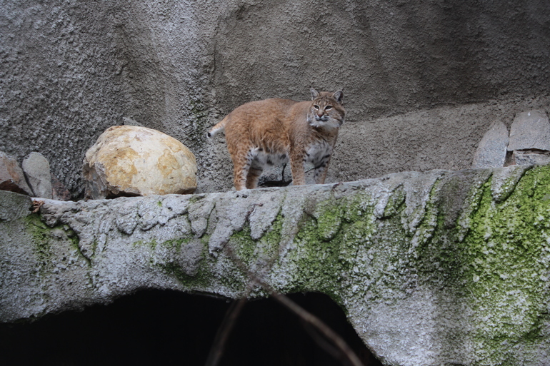 Осенний зоопарк!