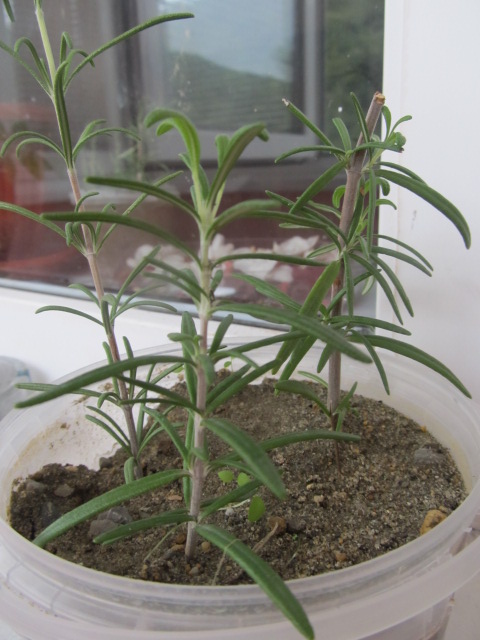 Ароматные травки на моём окне