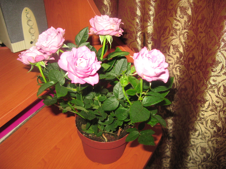 Мой хваст)))