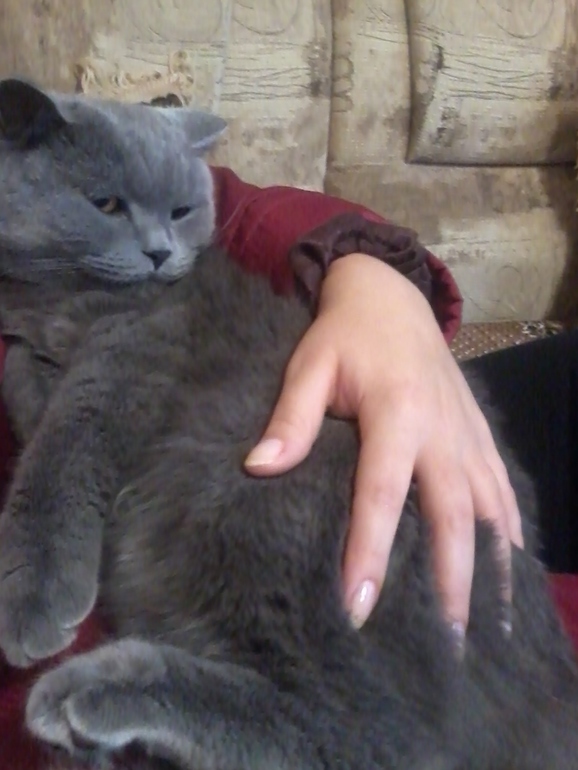 Что с котиком?Переживаю....