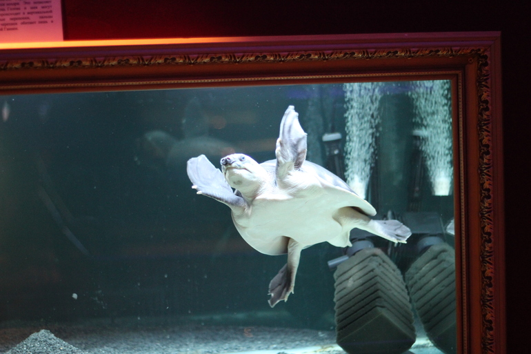 Всеросийский выстовочный центр.