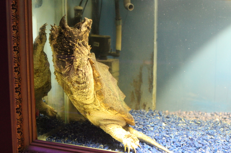 Всеросийский выстовочный центр.