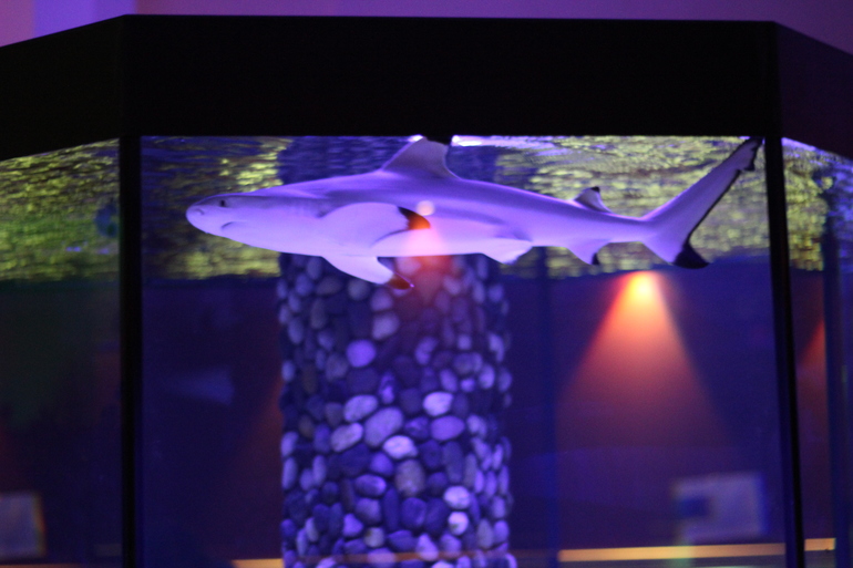 Всеросийский выстовочный центр.