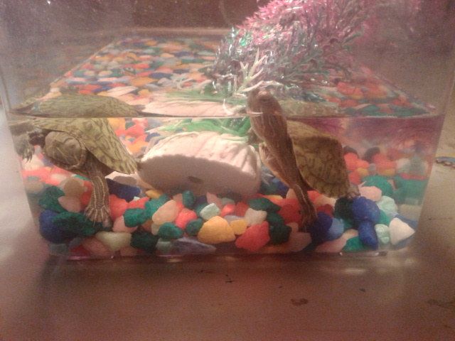 Чем кормить???? Черепах красноухих??