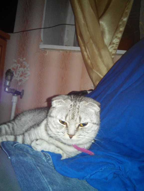 Помогите угадать) Какой породы кошечка))