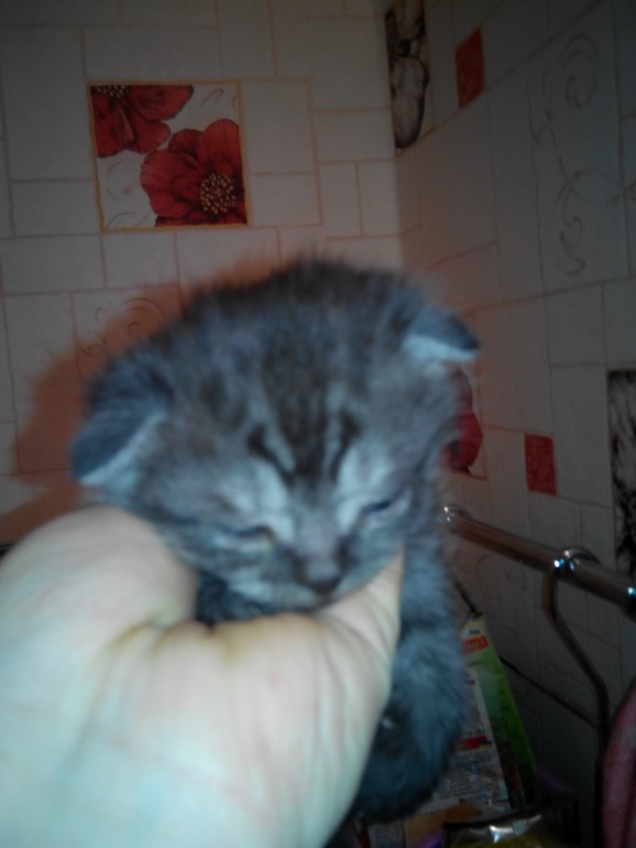 Подскажите ОКРАС и вообще какие они получились.