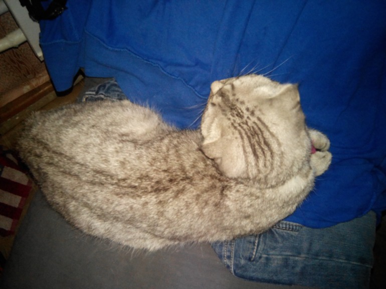 Помогите угадать) Какой породы кошечка))