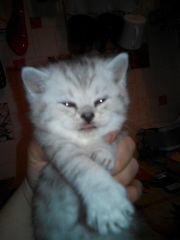 Подскажите ОКРАС и вообще какие они получились.