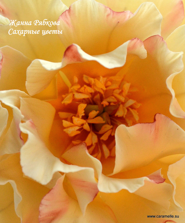 Сахарный пион...