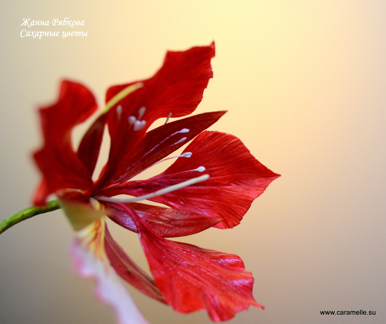 Сахарный Фламбаян...